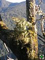 thn_NZ leden-unor 2006 216.jpg